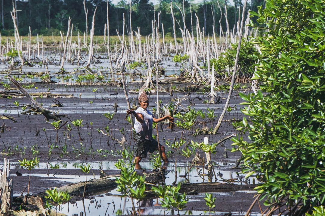 Mangroves