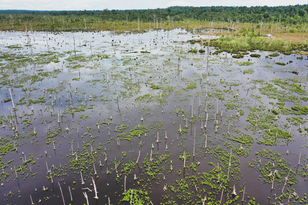 Mangrove Forest