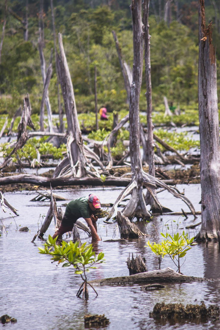 Planting Mangroves